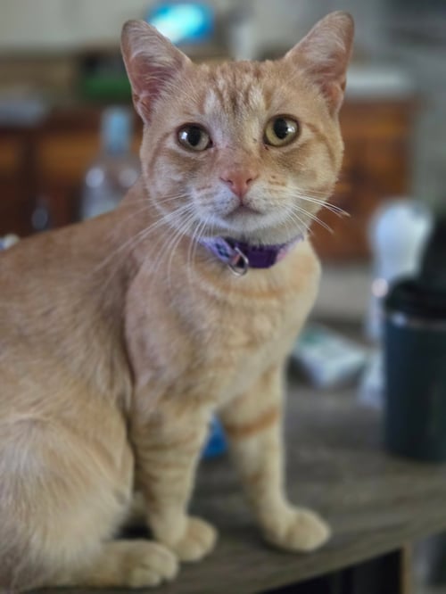 BUGSY ( ND) - Domestic Short Hair available for adoption