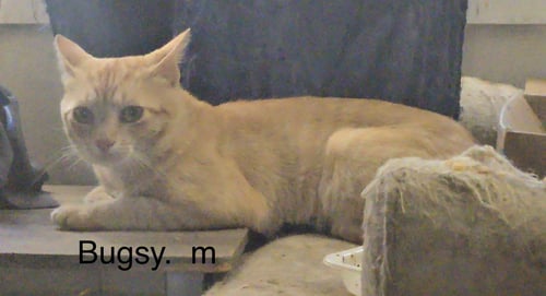 BUGSY ( ND) - Domestic Short Hair available for adoption