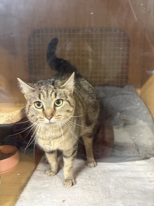 FRANNIE  (EW) - Domestic Short Hair available for adoption