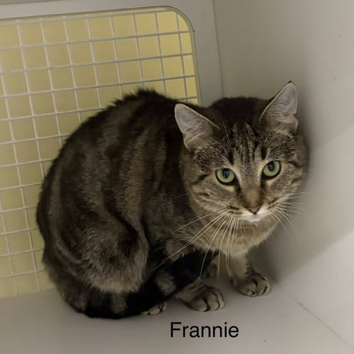 FRANNIE  (EW) - Domestic Short Hair available for adoption
