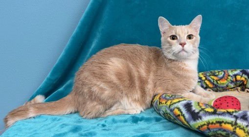 LUCIEN - Domestic Long Hair available for adoption