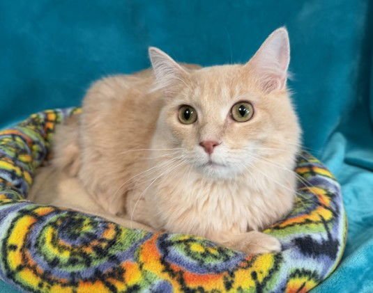 FINNEGAN - Domestic Long Hair available for adoption