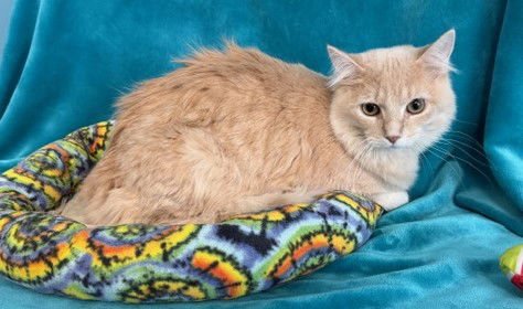 FINNEGAN - Domestic Long Hair available for adoption