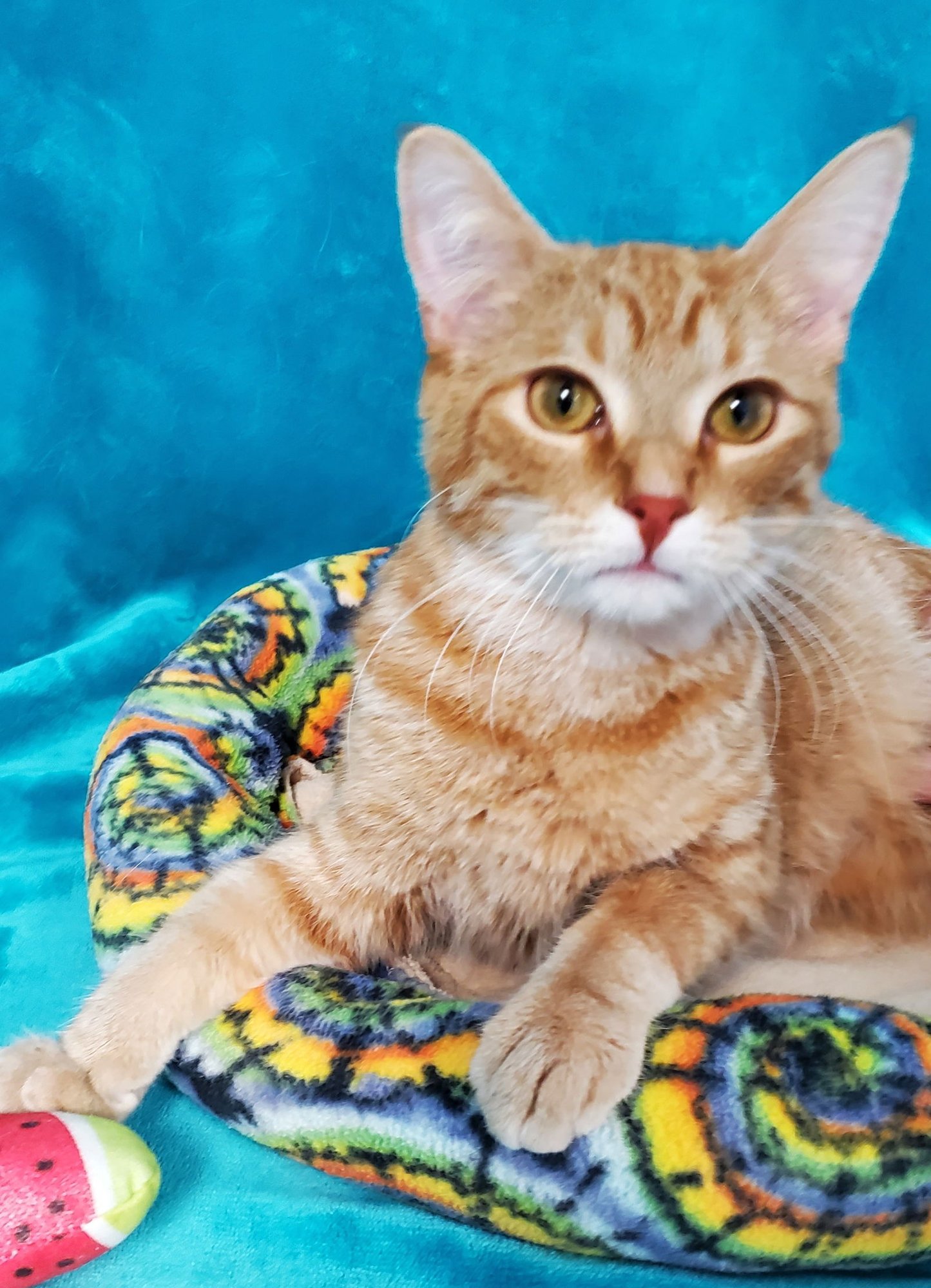 MANDARIN - Domestic Long Hair available for adoption