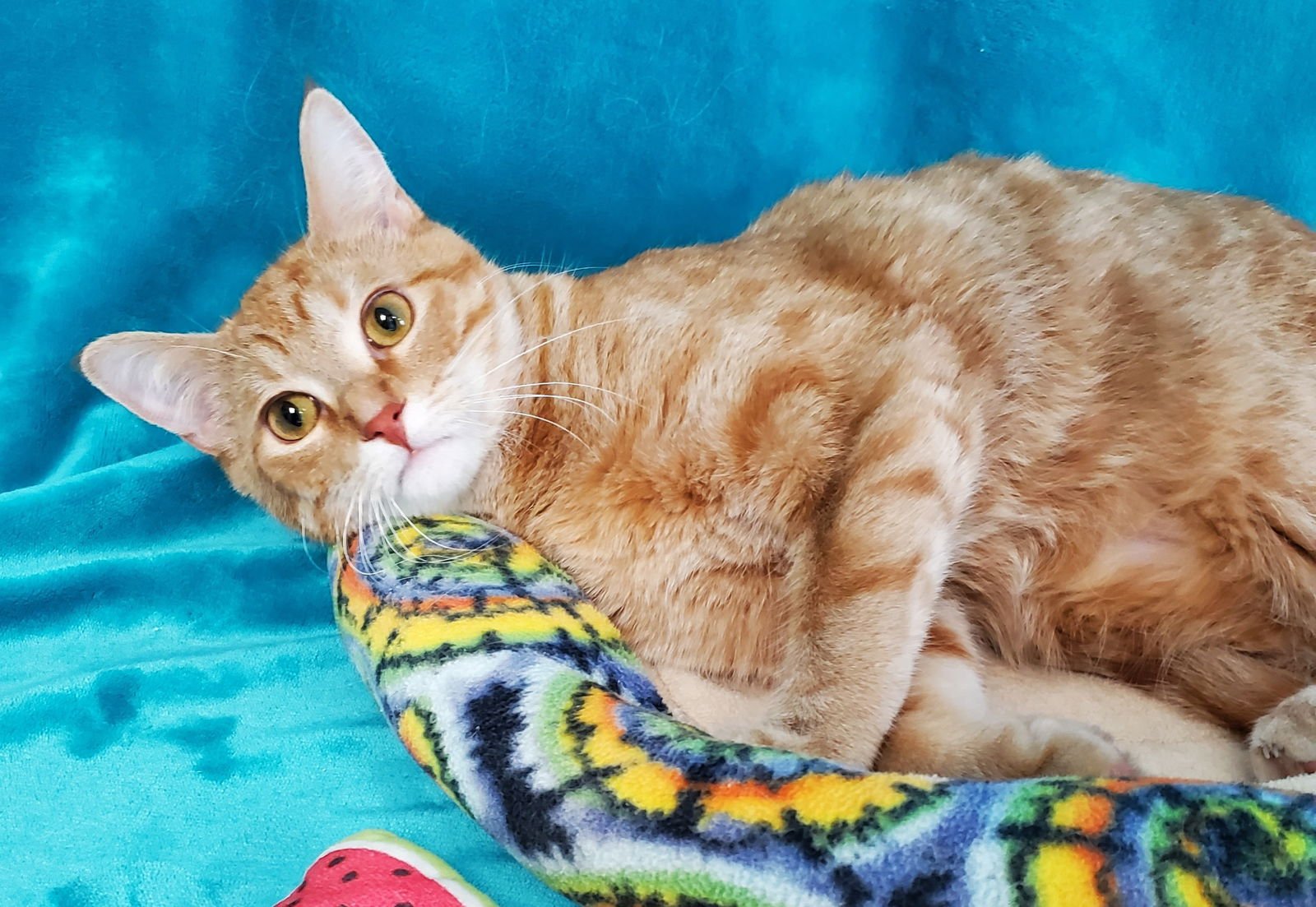 MANDARIN - Domestic Long Hair available for adoption