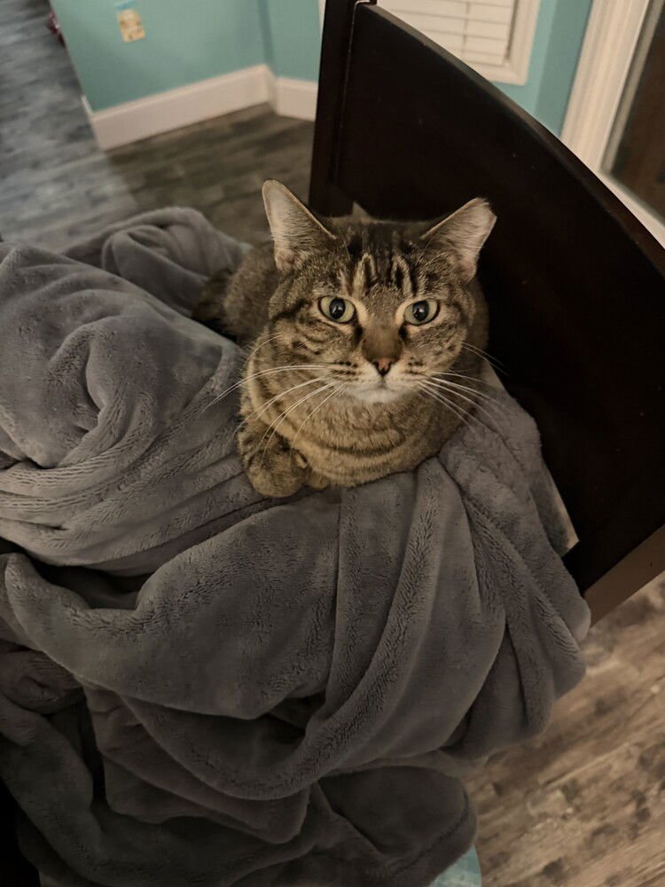 ELENA - Domestic Short Hair available for adoption