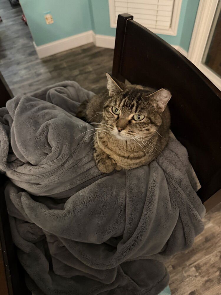 ELENA - Domestic Short Hair available for adoption