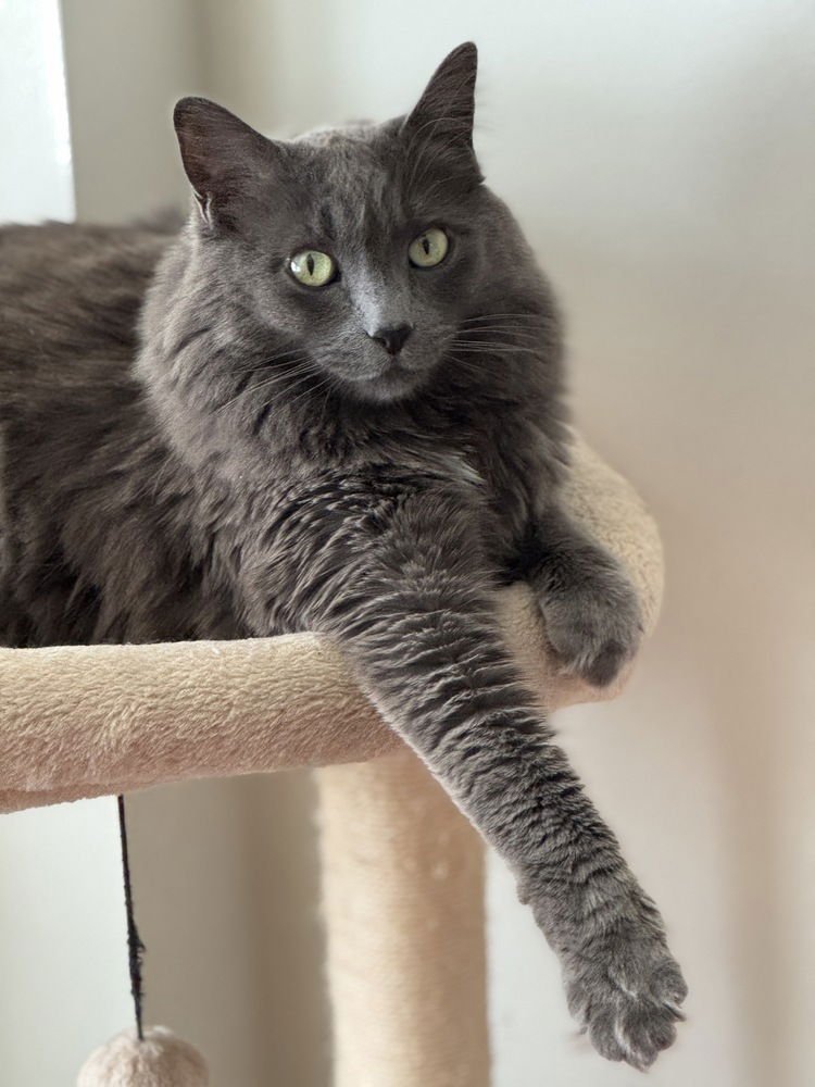 POTATO - Domestic Long Hair available for adoption