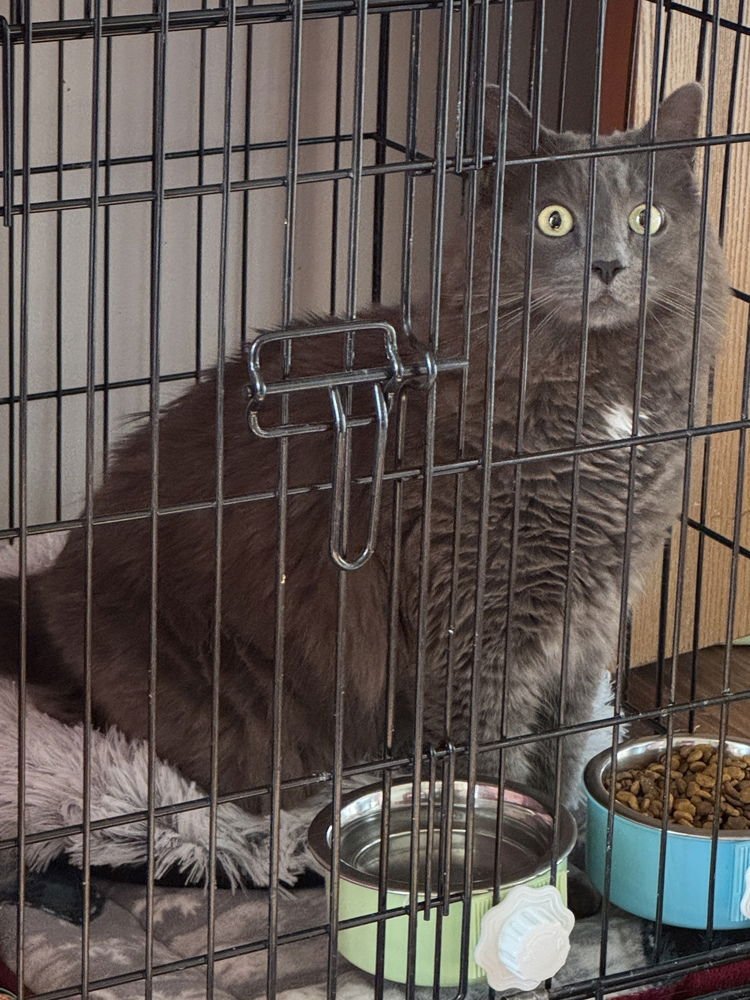 POTATO - Domestic Long Hair available for adoption