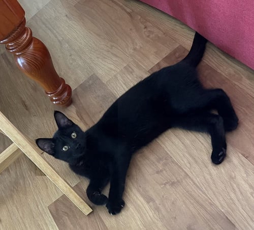 GREEN OLIVE - Domestic Short Hair available for adoption