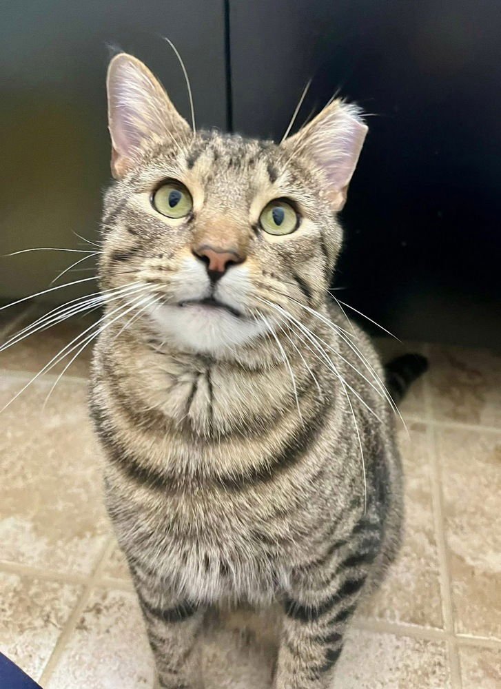SIMON - Domestic Short Hair / Bengal available for adoption