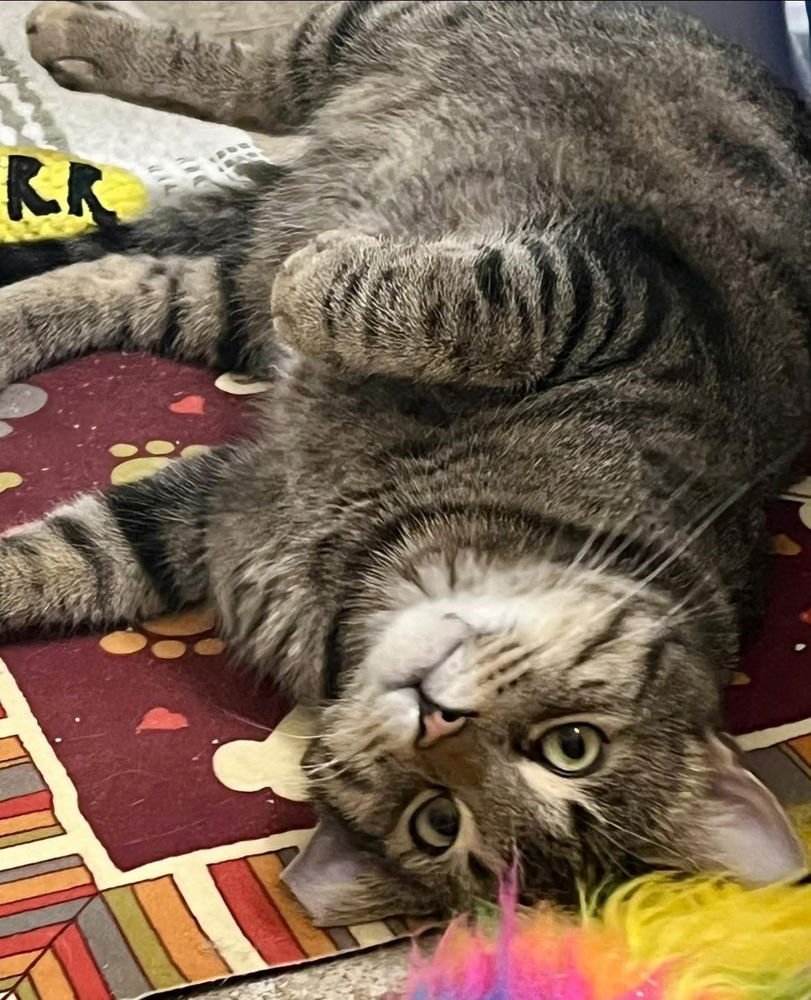 SIMON - Domestic Short Hair / Bengal available for adoption