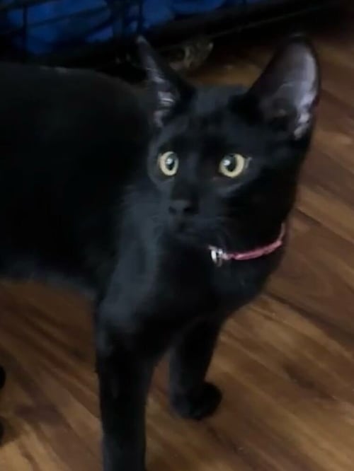 SAUSAGE - Domestic Short Hair available for adoption