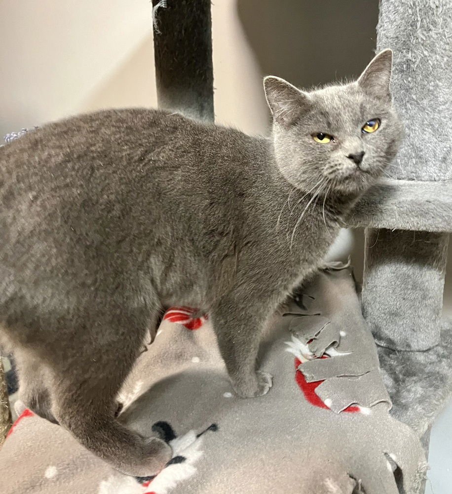 NOEL - Domestic Short Hair available for adoption