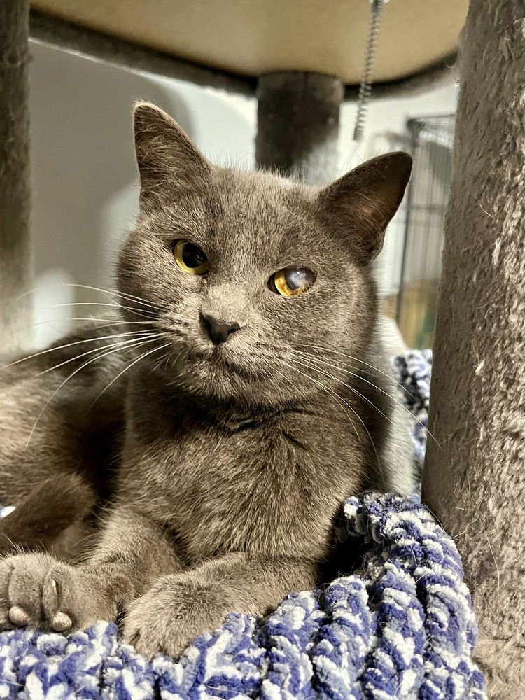 NOEL - Domestic Short Hair available for adoption