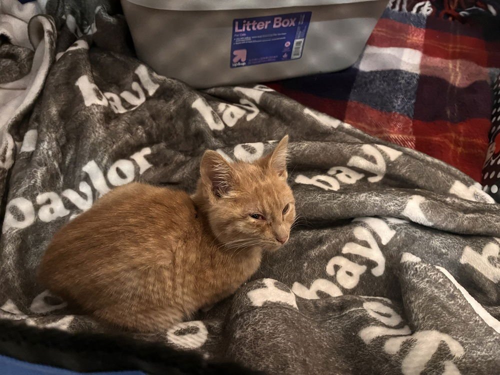 REMY 14885BZ - Domestic Short Hair available for adoption