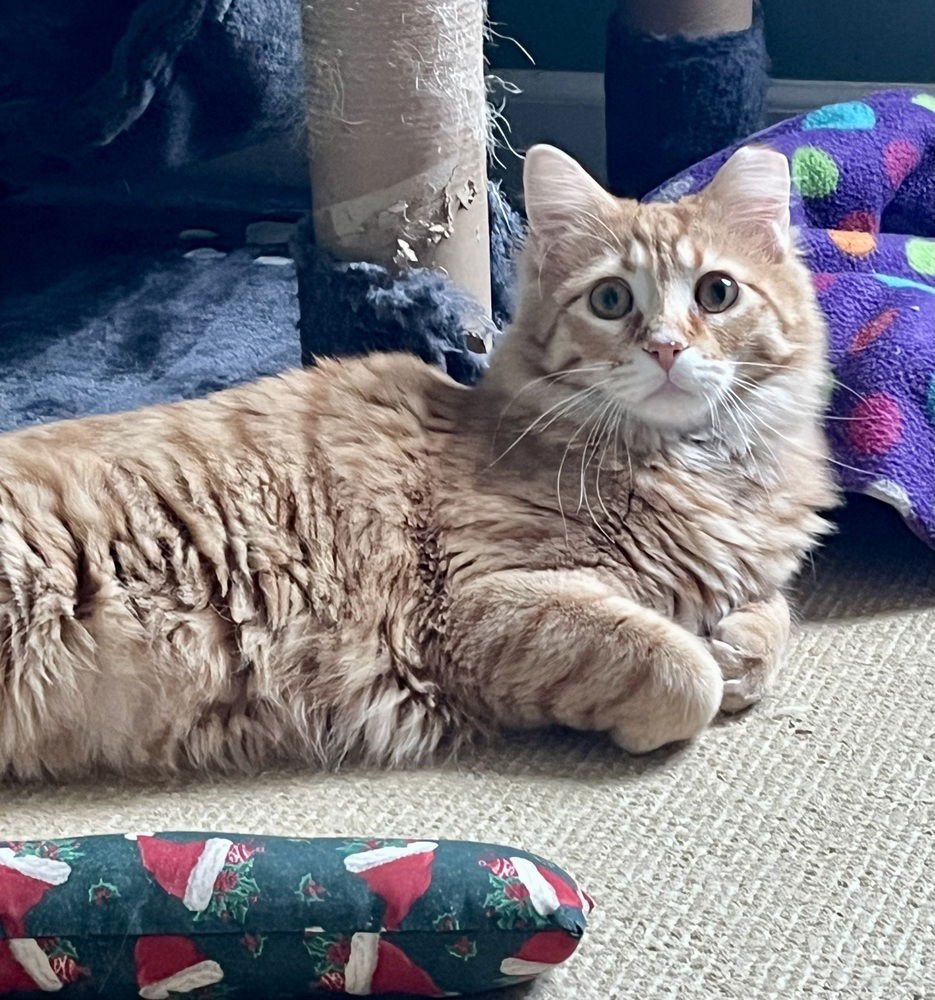 BOGEY - Domestic Medium Hair available for adoption