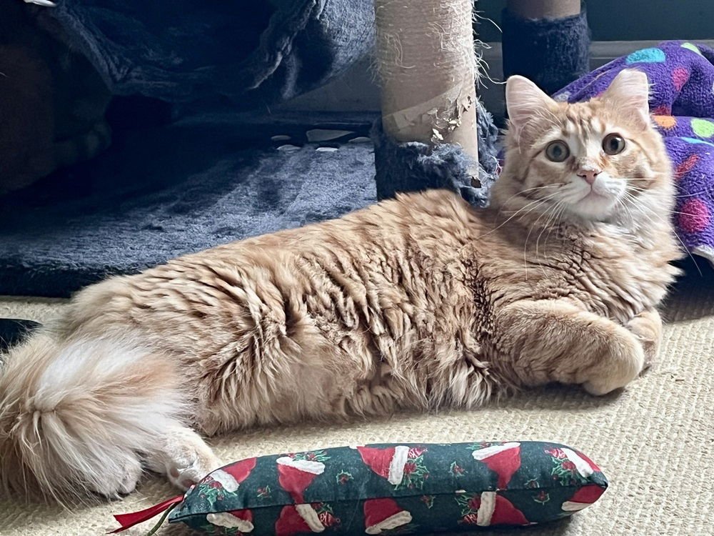 BOGEY - Domestic Medium Hair available for adoption