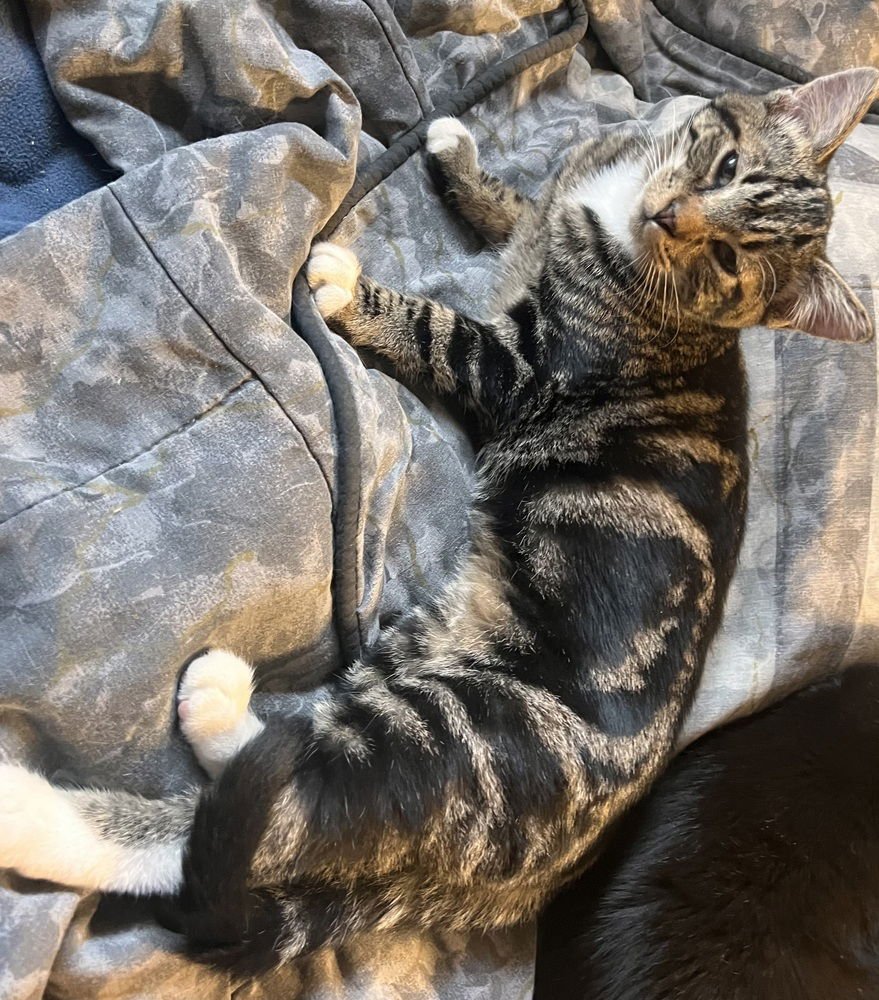 QUINN - Domestic Short Hair available for adoption