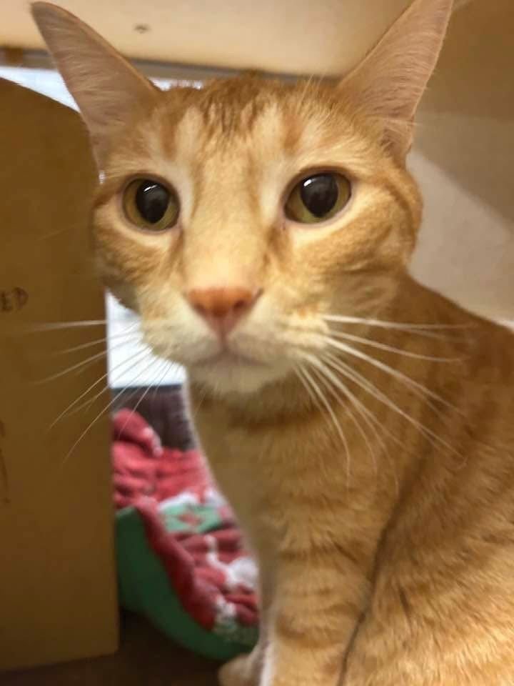 TIGER - Domestic Short Hair available for adoption