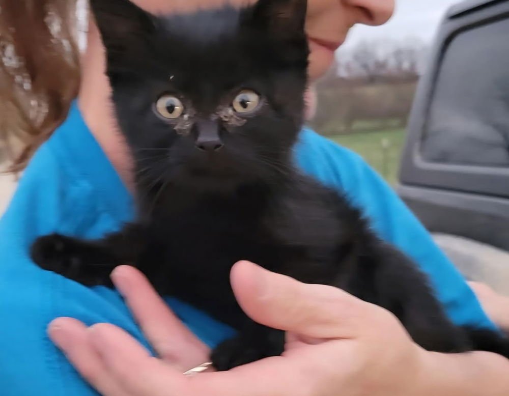 DRUMSTICK - Domestic Short Hair available for adoption