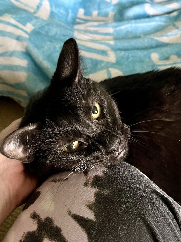 LUNA - Domestic Short Hair available for adoption