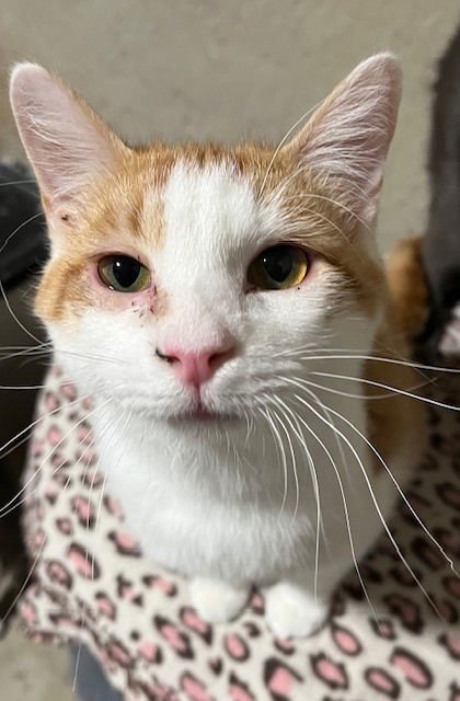 TATER - Domestic Short Hair / Domestic Short Hair available for adoption