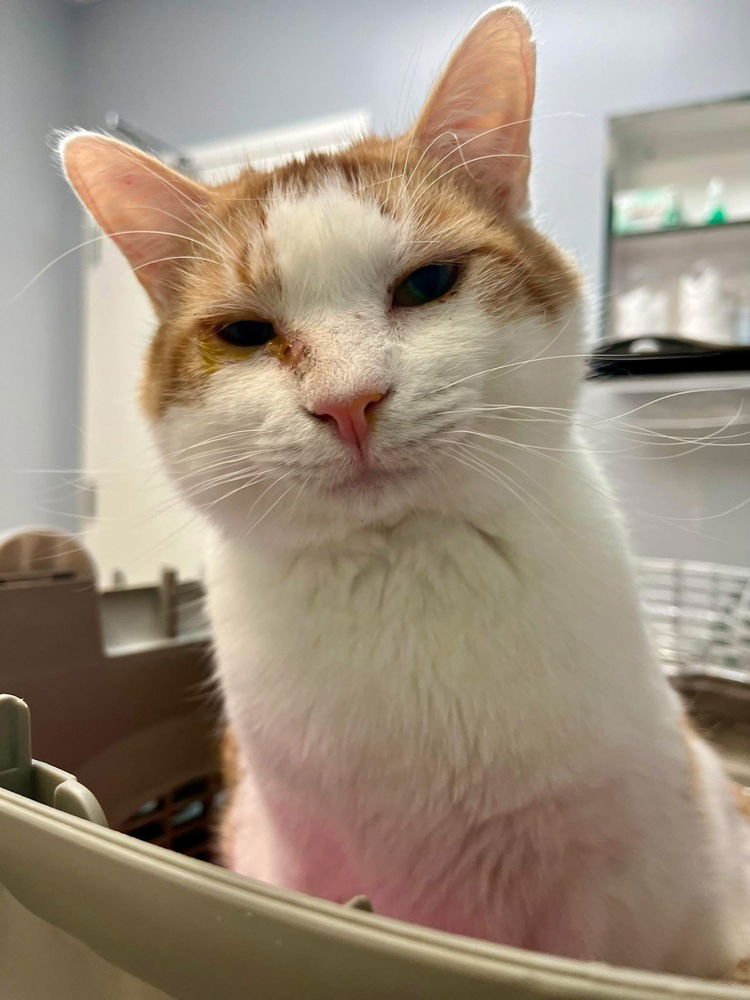 TATER - Domestic Short Hair / Domestic Short Hair available for adoption