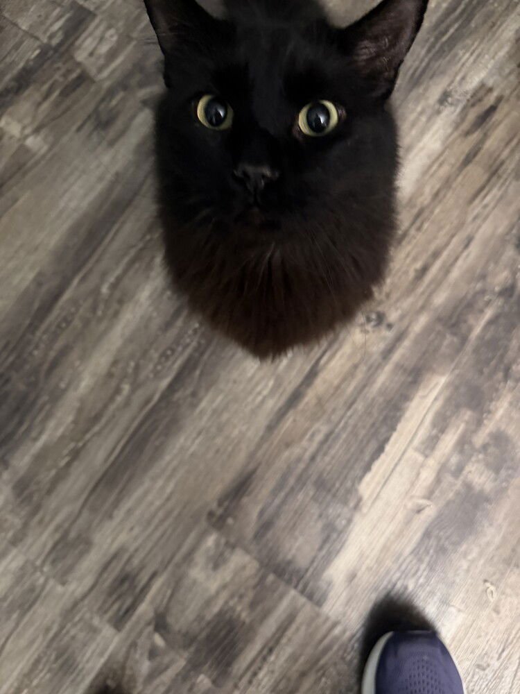 KEVIN - Domestic Long Hair available for adoption