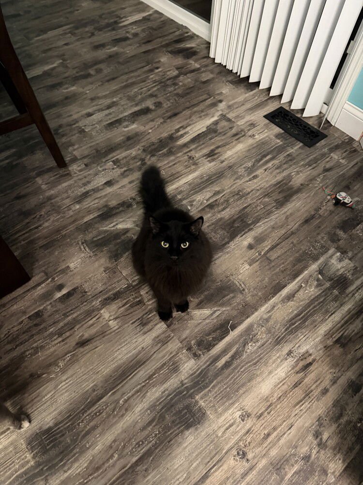 KEVIN - Domestic Long Hair available for adoption