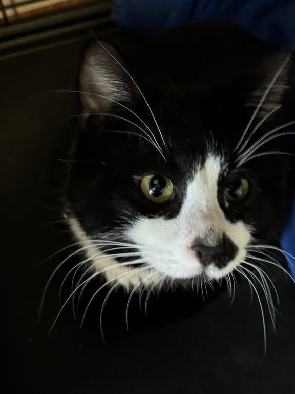 Tux Image