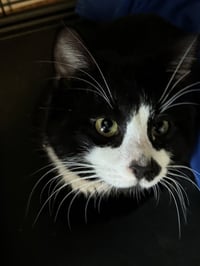 Tux - Photo 1