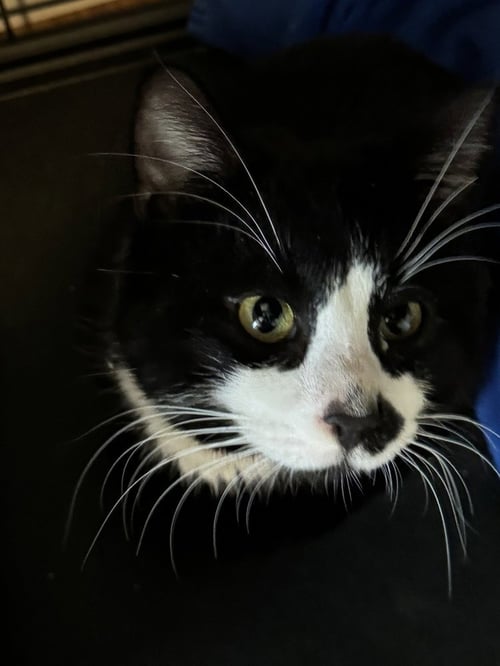 TUX - Domestic Short Hair available for adoption