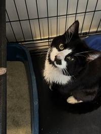 Tux - Photo 2