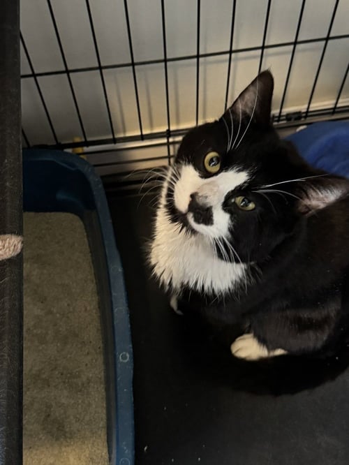 TUX - Domestic Short Hair available for adoption