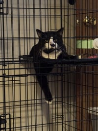 Tux - Photo 3