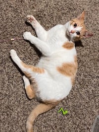 Jasper - Photo 1