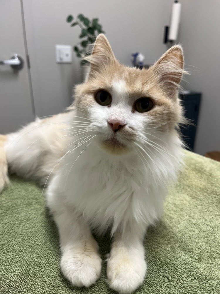 PEACHES - Domestic Medium Hair available for adoption