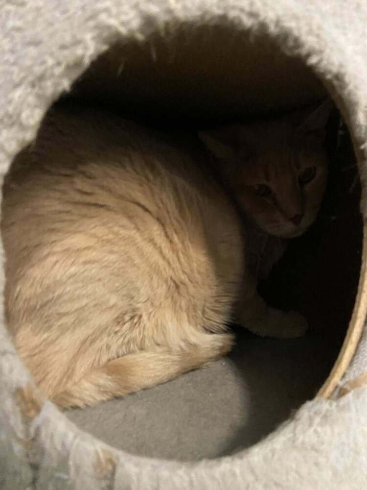 LANDON - Domestic Short Hair available for adoption