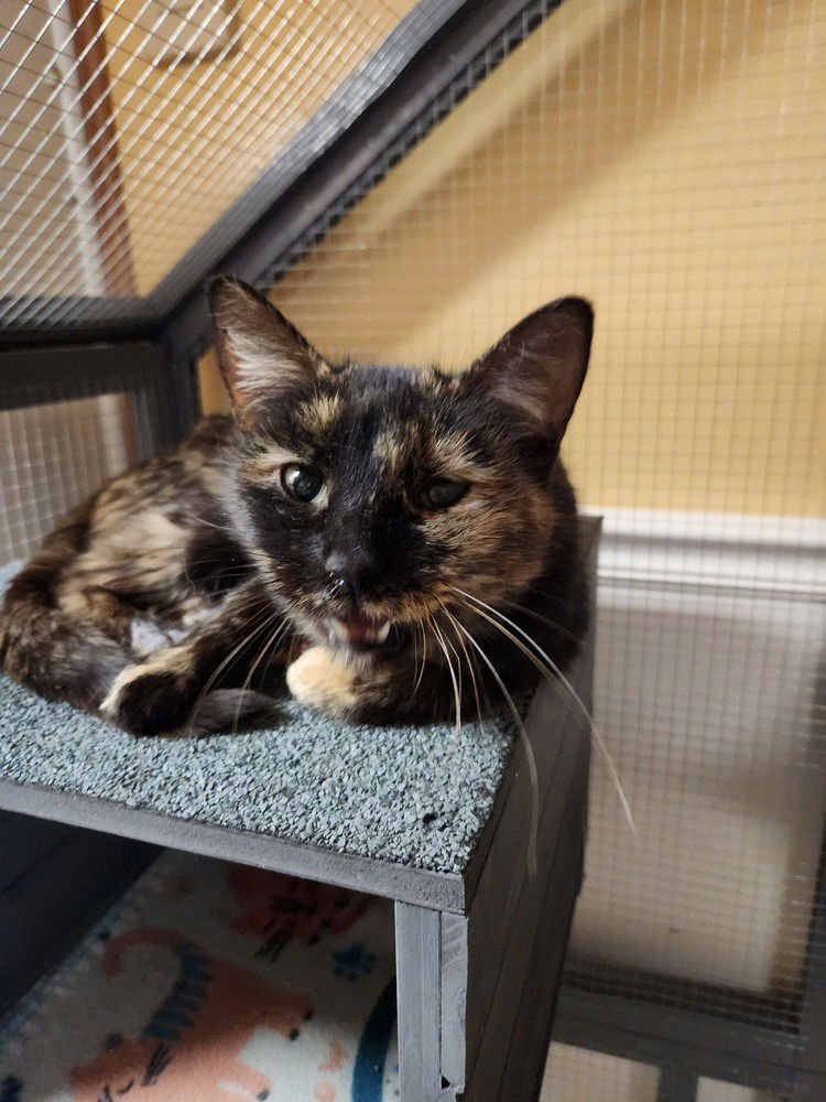 HOLLY BERRY - Domestic Short Hair available for adoption