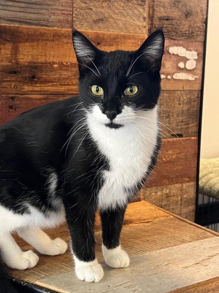 TATE - Domestic Short Hair available for adoption