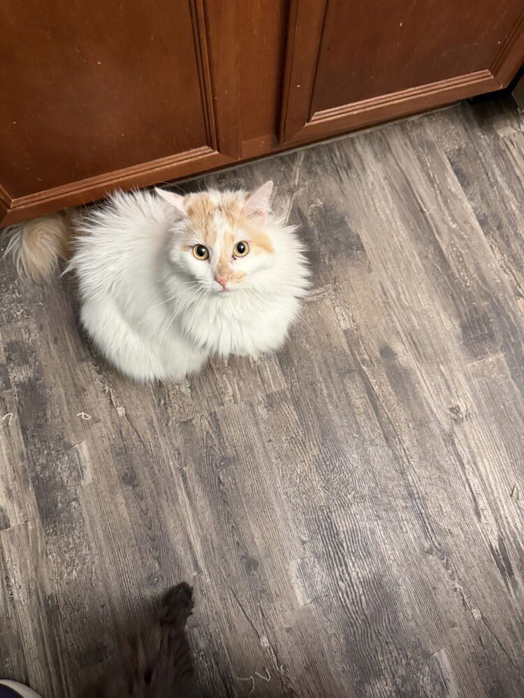 AUDREY - Domestic Short Hair available for adoption