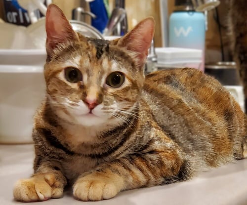 THUMBALINA - Domestic Short Hair / Extra-Toes Cat (Hemingway Polydactyl) available for adoption