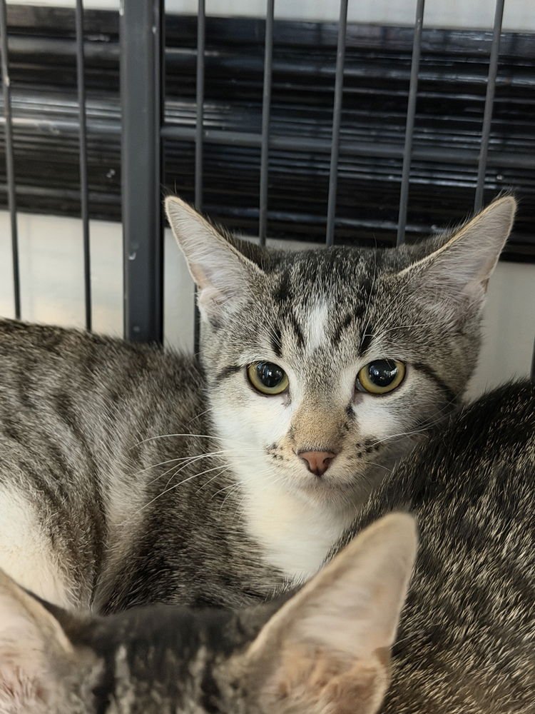 CARDAMOM - Domestic Short Hair available for adoption