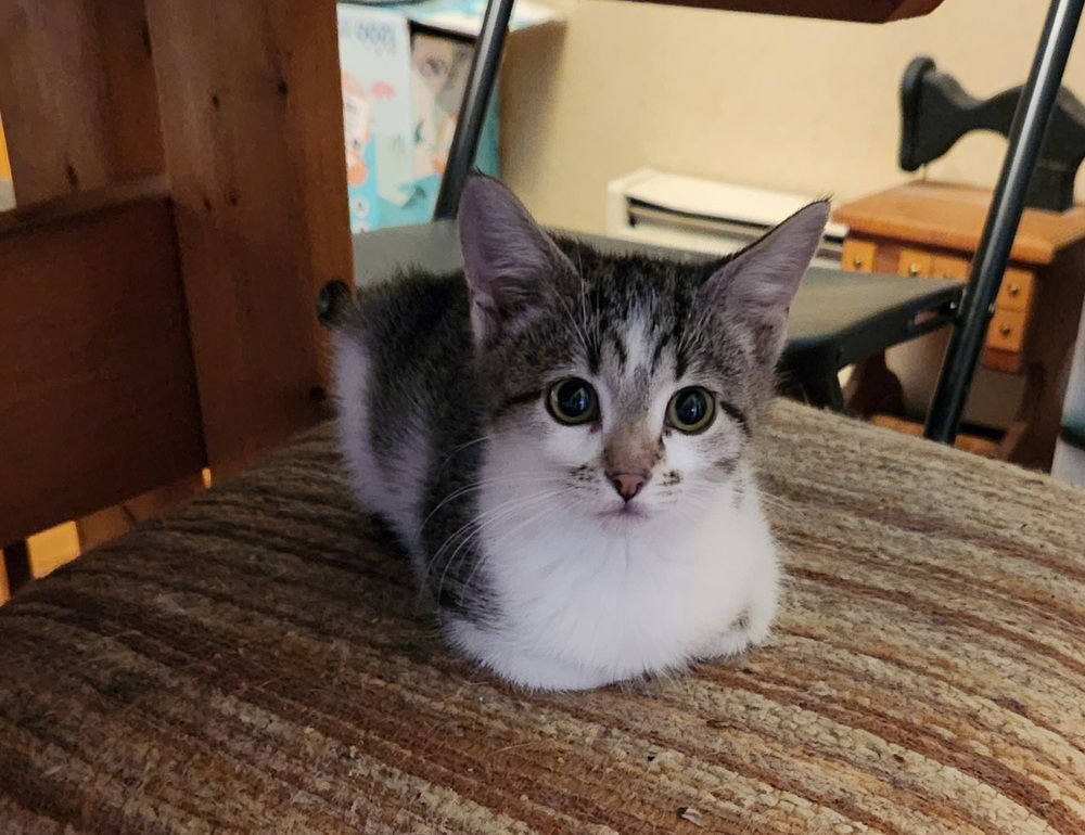 CARDAMOM - Domestic Short Hair available for adoption