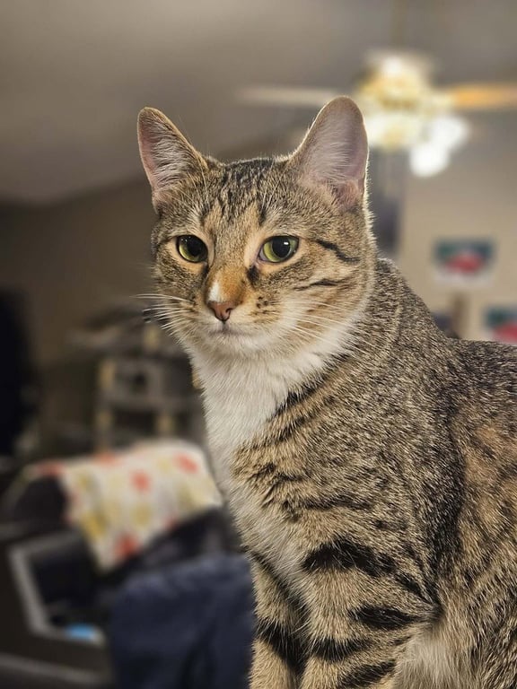 Squeaker Image