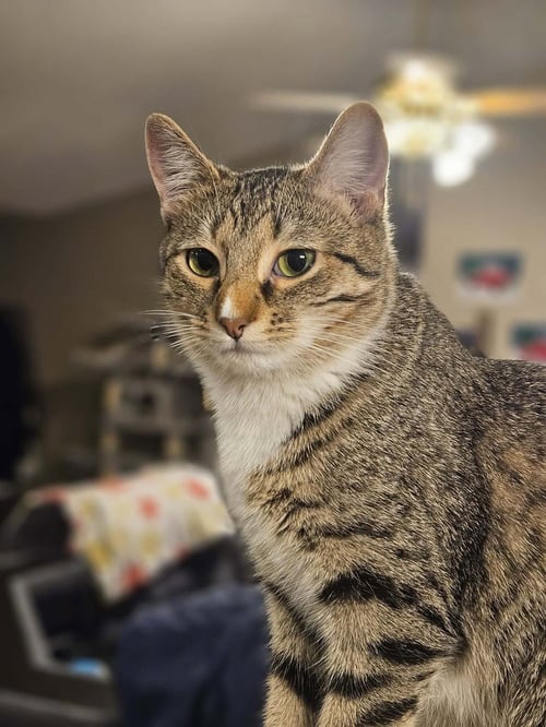 SQUEAKER - Domestic Short Hair available for adoption