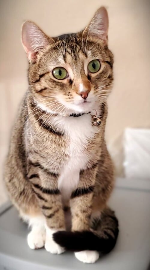 SQUEAKER - Domestic Short Hair available for adoption