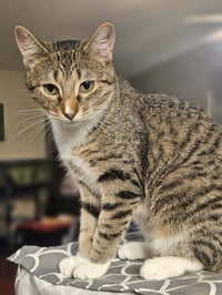 Squeaker - Photo 3