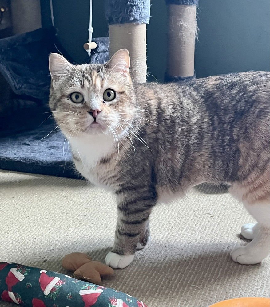 MERCEDES - Domestic Short Hair / Domestic Short Hair available for adoption